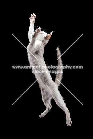Peterbald cat, jumping into the air