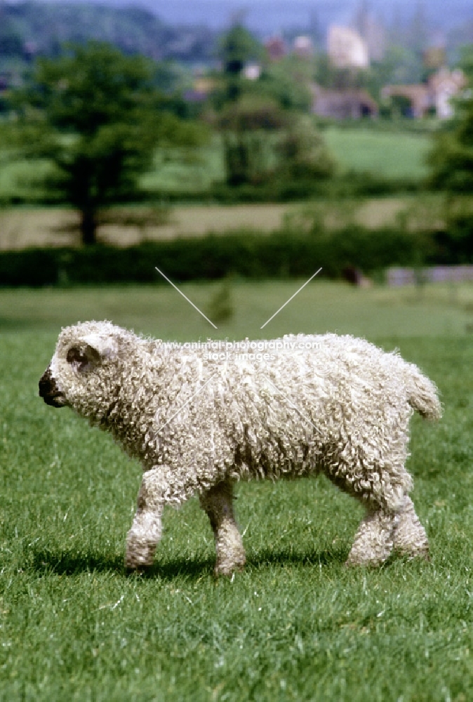 grey face dartmoor lamb walking in field