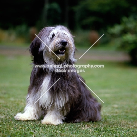 polish lowland sheepdog sitting on grass, megsflocks