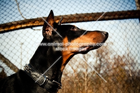 Doberman profile in front of fence