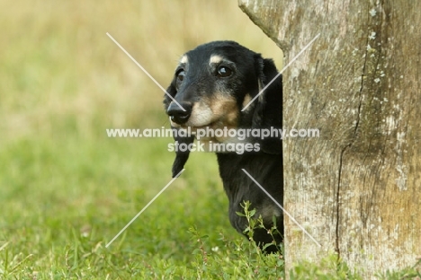 Miniature Dachshund behind tree