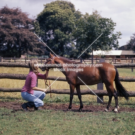 maroun, caspian pony stallion with owner at hopstone stud