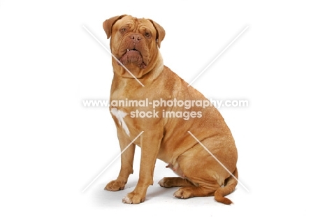 Dogue de Bordeaux