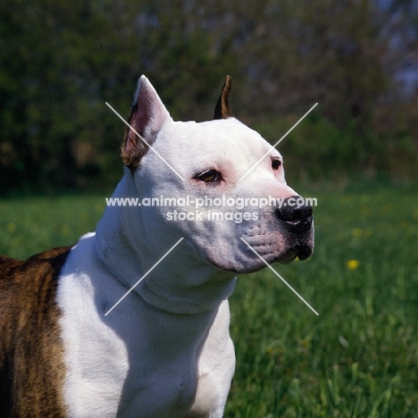 sligo's lady ann of am shire, american staffordshire terrier portrait