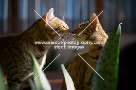 two Bengal cats kissing