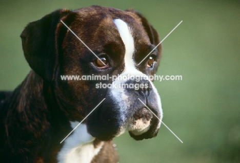 boxer, portrait, from skelder kennels