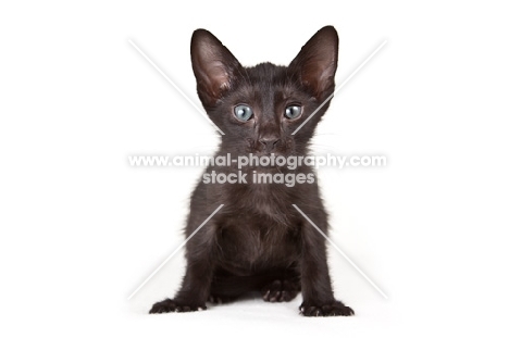 black Peterbald kitten, front view
