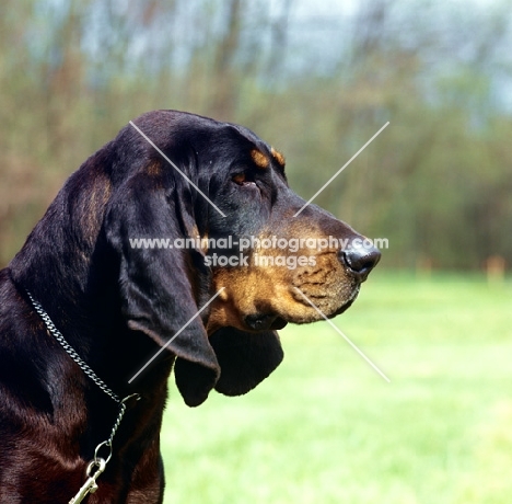 black & tan coonhound portrait
