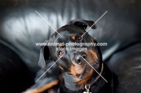 rottweiler tilting his head