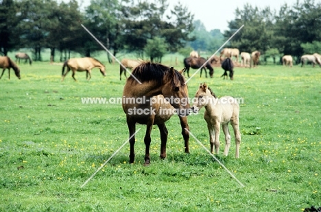 dulmen mare and foal at meerfelder bruch