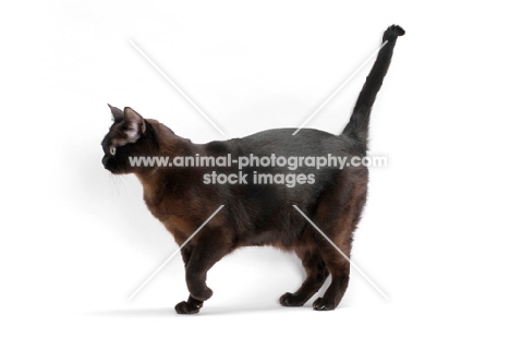 sable Burmese cat on white background, standing with tail up