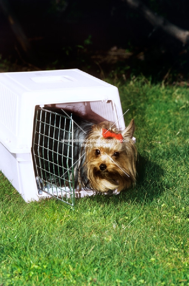 yorkshire terriercoming out of a travelling box