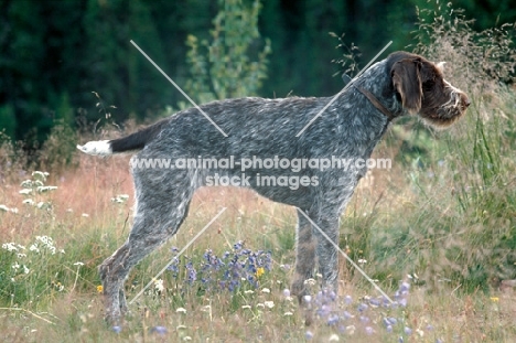 german wirehaired pointer