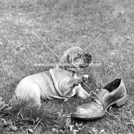 staffordshire bull terrier puppy playing with shoe lace