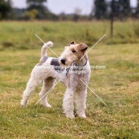 wire haired fox terrier standing on grass