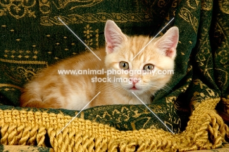 kitten lying on fabric