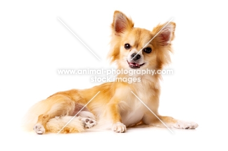 Long Haired Chihuahua isolated on a white background