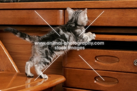Silver Classic Tabby American Shorthair kitten