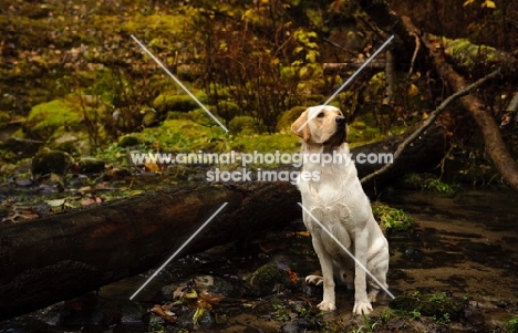 cream Labrador Retriever in forest