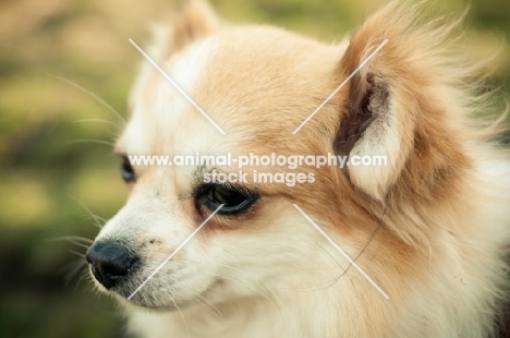 Chihuahua, close up