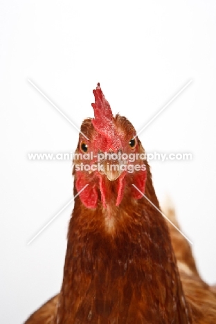 rhode island red portrait