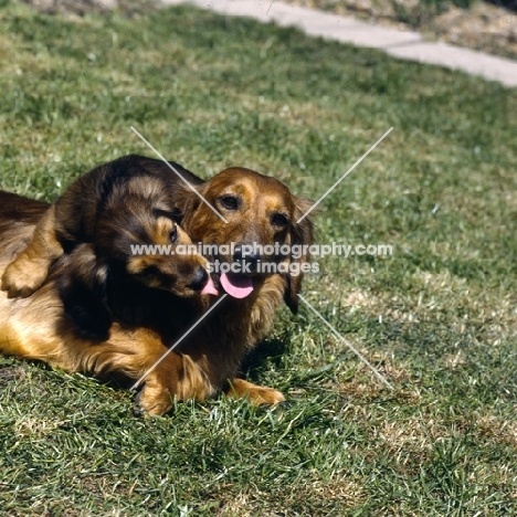 long haired dachshund and puppy embracing