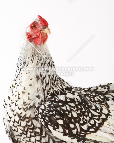 Silver Laced Wyandotte chicken chicken portrait
