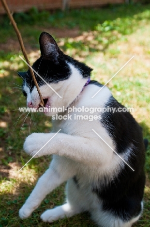 bi-coloured short haired cat playing with branch