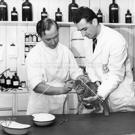 PDSA dispensary with cat at Walthamstow