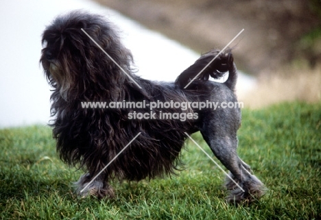 lowchen in show coat, posed, by water