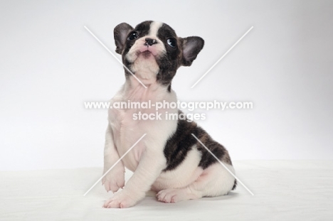 brindle and white Boston Terrier pup, looking up