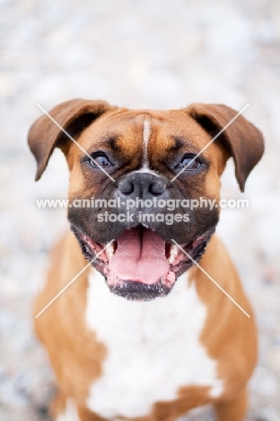 Boxer looking happy at camera