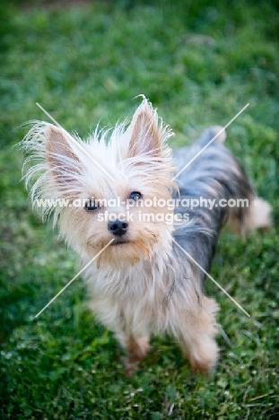yorkshire terrier standing in grass