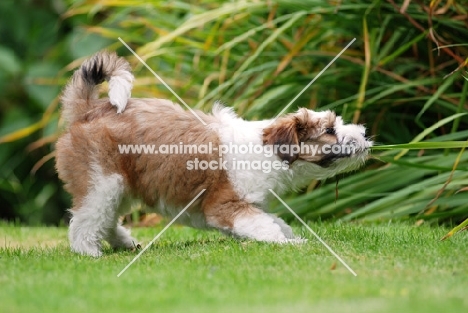 Tibetan Terrier playing with greenery