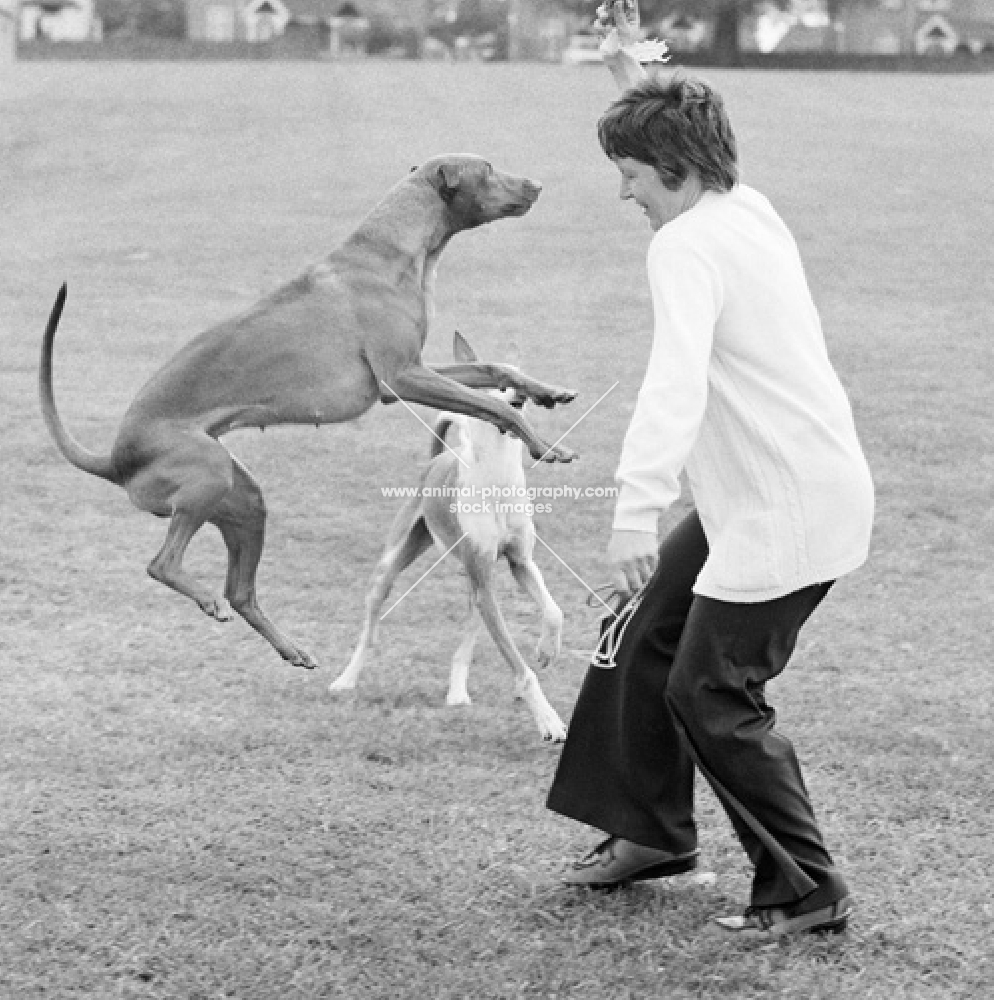 ibizan hound (back) and another hound jumping