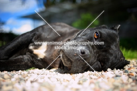 black brindle cane corso resting in the sun