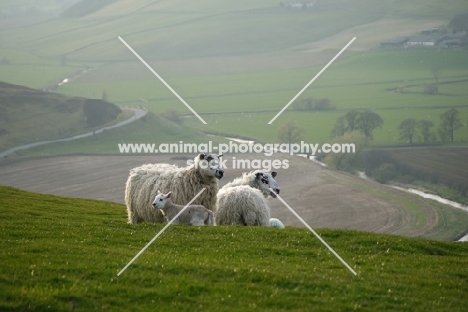 Scottish Mule ewes and Texel cross lambs
