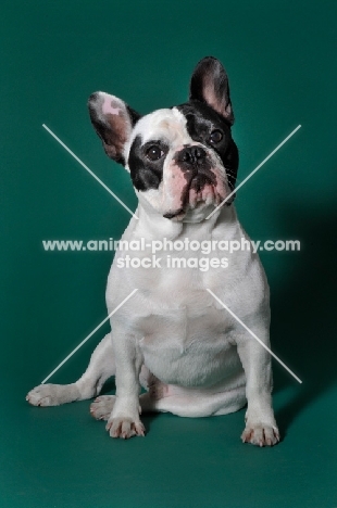 cute French Bulldog sitting in green studio