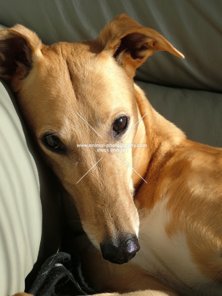 greyhound, irish bred ex-racer jamstyle joy, portrait, lying in chair, saffron,all photographer's profit from this image go to greyhound charities and rescue organisations