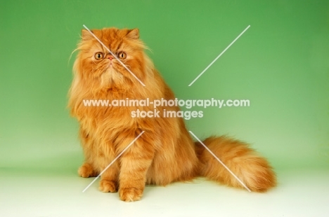red Persian sitting on green background