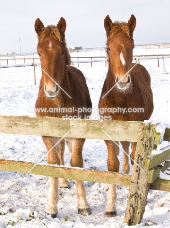 two young Suffolk Punches