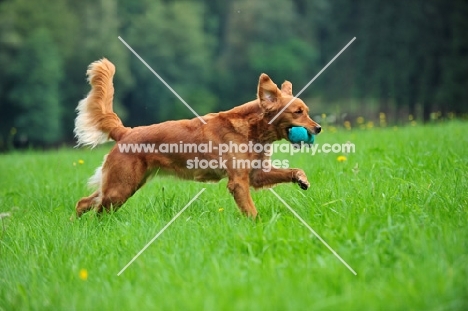 Golden Retriever running in field with dummy