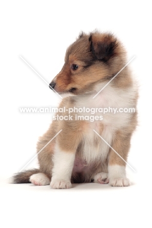 Shetland Sheepdog puppy on white background, looking aside