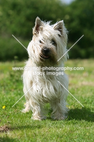 Cairn Terrier on grass