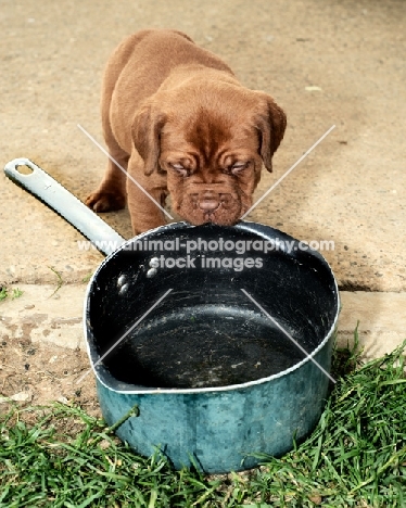 Dogue de Bordeaux puppy inspecting pan