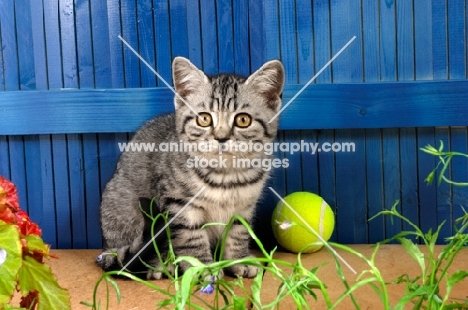 british shorthair near a tennis ball