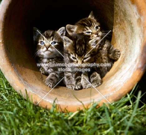 three cute tabby kittens in a plant pot