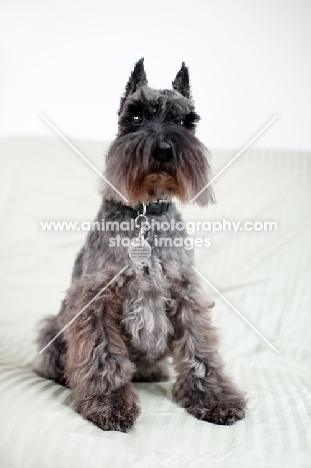 Black Miniature Schnauzer on futon.