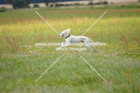 tazy, sighthound of the east, running