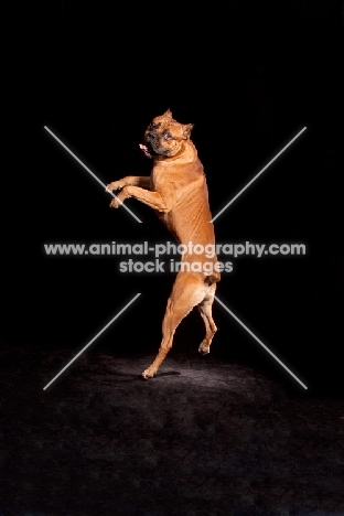Cane Corso jumping up on black background